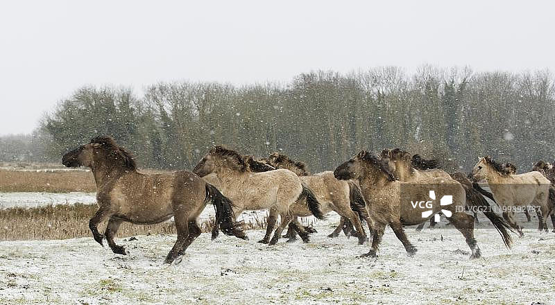 科尼克马群雪中驰骋图片素材
