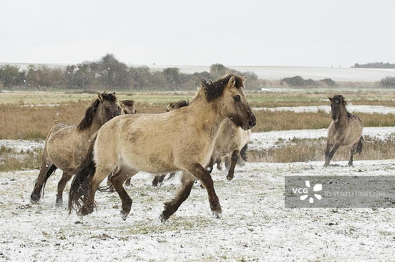柯尼克马群在雪地里小跑图片素材