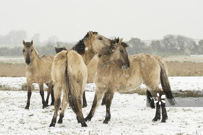 柯尼克马或波兰原始马在雪地里嬉戏图片素材