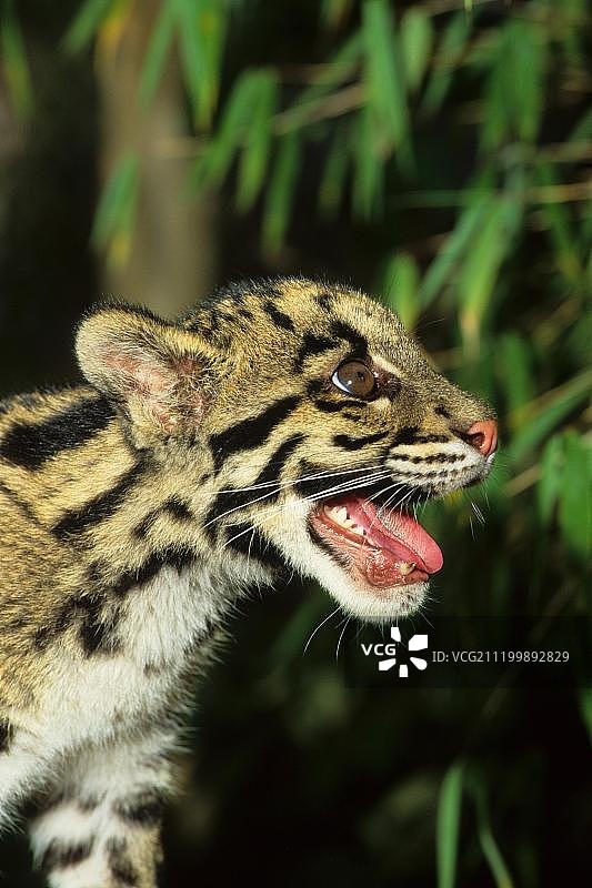 年轻的母云豹，张着嘴图片素材