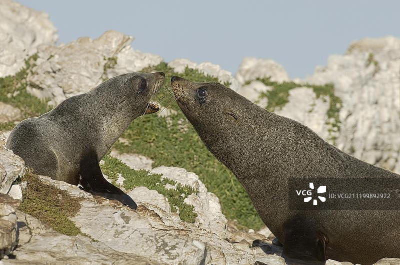 新西兰海狗(Arctocephalus forsteri),成年雌性和幼崽,凯库拉半岛,南岛,新西兰图片素材