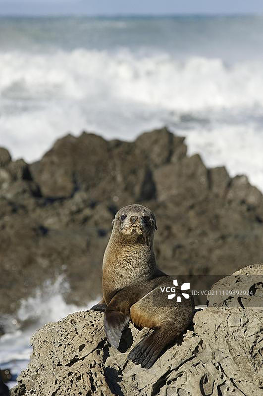 新西兰海狗幼崽（Arctocephalus forsteri），栖息在南岛海岸岩石上图片素材