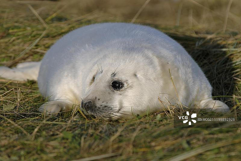 沙丘上的白色小灰色海豹，英国林肯郡唐娜努克图片素材
