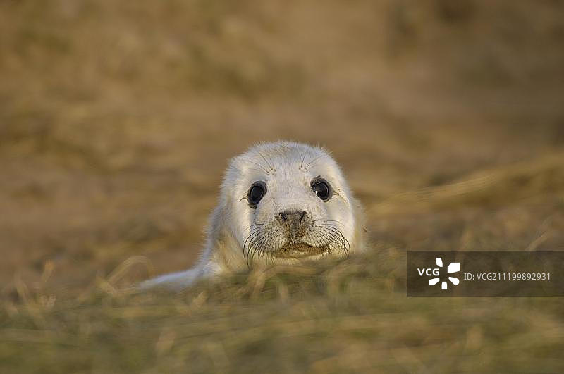 沙丘上的白色小灰色海豹，英国林肯郡唐娜努克图片素材