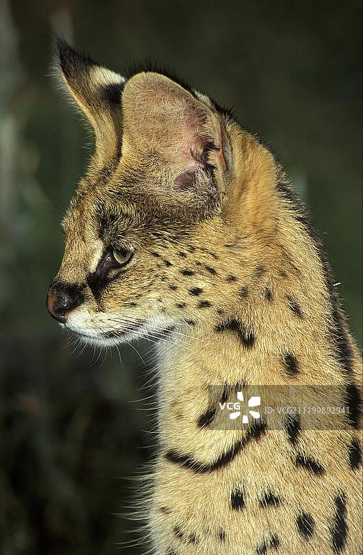薮猫（Felis serval），雌性，肖像图片素材