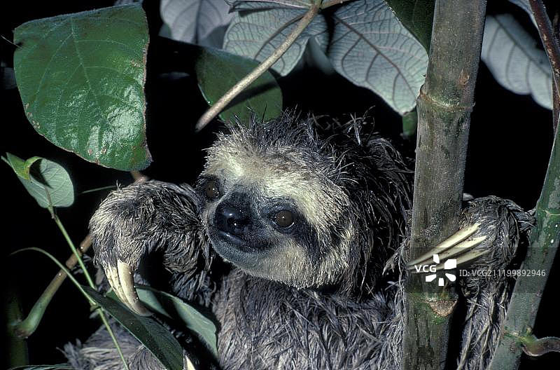 树上的三趾树懒图片素材