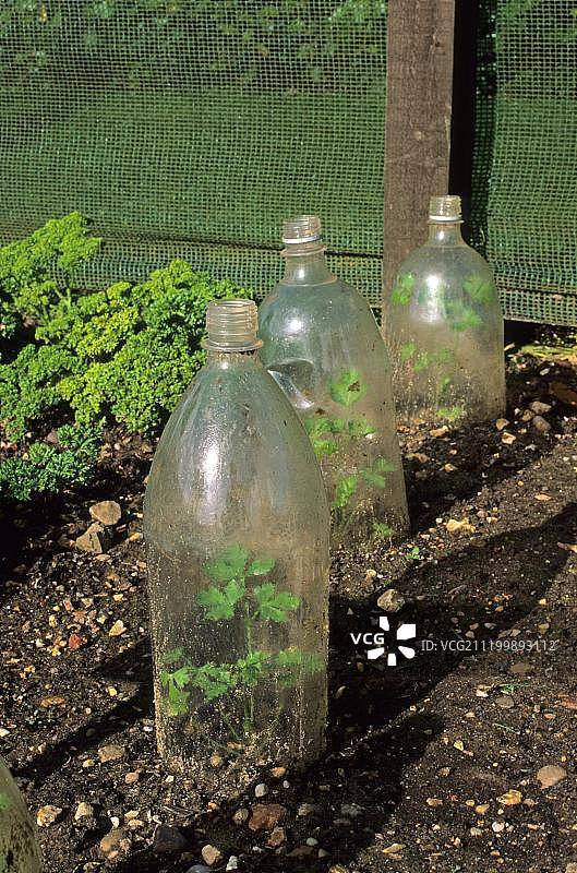 塑料瓶罩中的欧芹幼苗图片素材