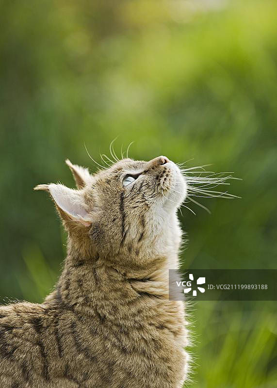 亚洲野猫（Felis silvestris ornata），成年雄性，抬头图片素材