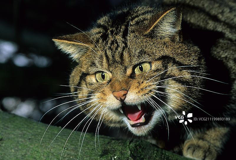 苏格兰野猫（Felis s. silvestris），雄性，嘶嘶叫，肖像图片素材