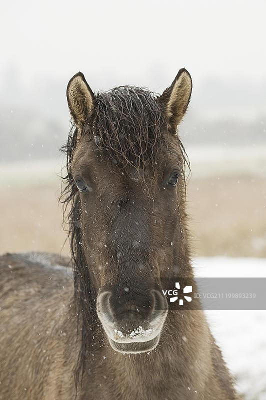 柯尼克或波兰原始马（Equus ferus caballus），成年，肖像，在雪地里，哈姆芬自然保护区，肯特，英国，欧洲图片素材
