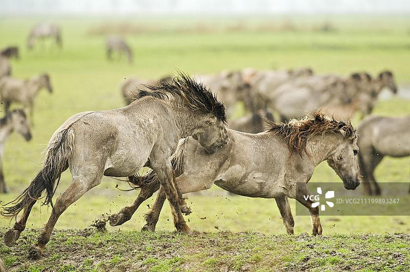 柯尼克或波兰原始马(Equus ferus caballus),种马在繁殖季节为争夺母马而战,位于荷兰Oostvaardersplassen湿地保护区图片素材