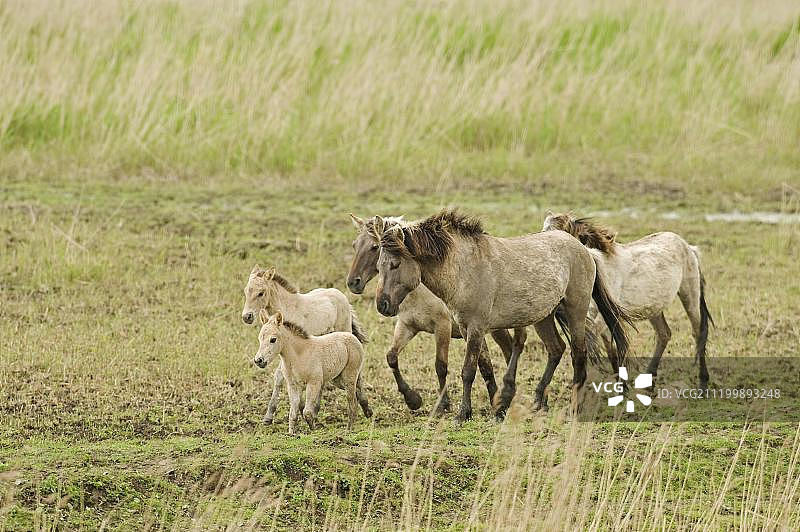 柯尼克马或波兰原始马在荷兰Oostvaardersplassen湿地保护区图片素材