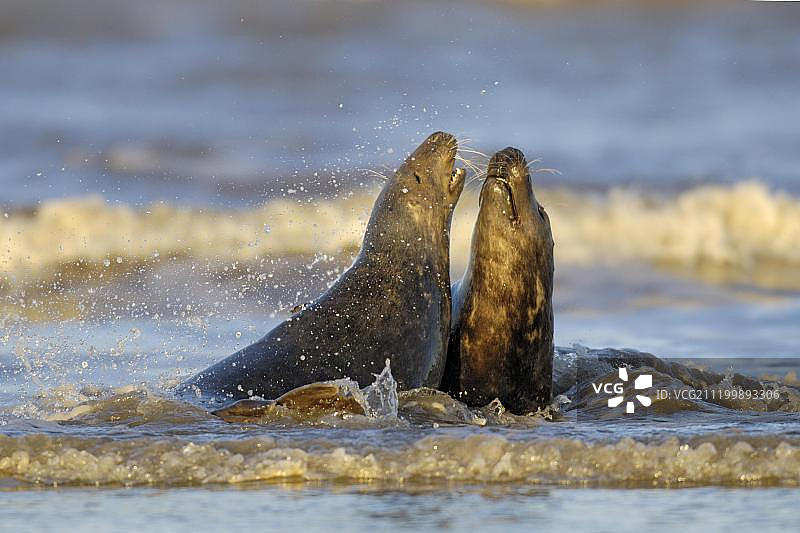 英国林肯郡多纳努克海滩的灰色海豹图片素材
