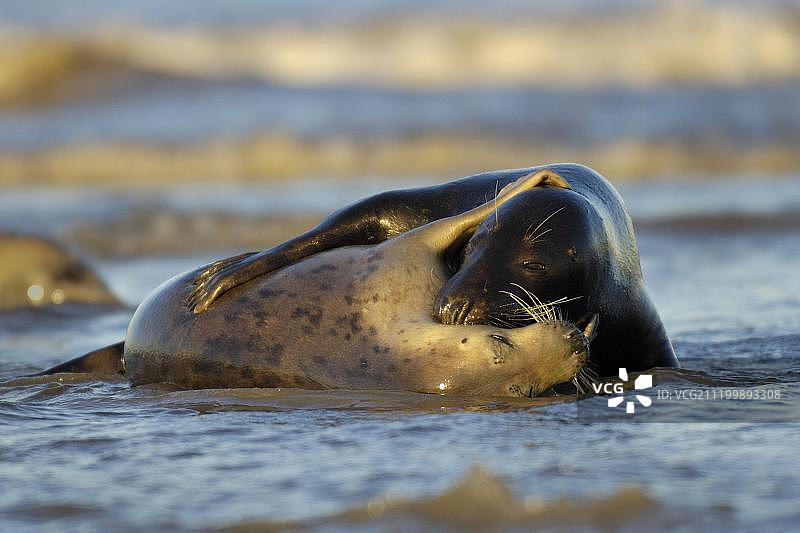 格雷海豹在海浪中交配图片素材