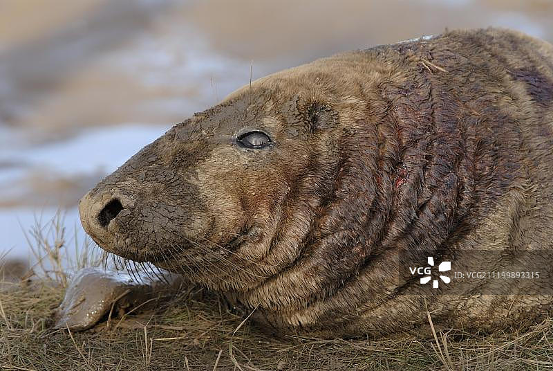 受伤的灰海豹公牛，英国林肯郡唐娜努克图片素材