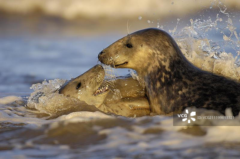 格雷海豹在海浪中交配图片素材