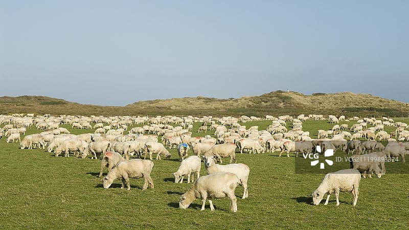 绵羊群，在新西兰南岛沿海牧场吃草图片素材