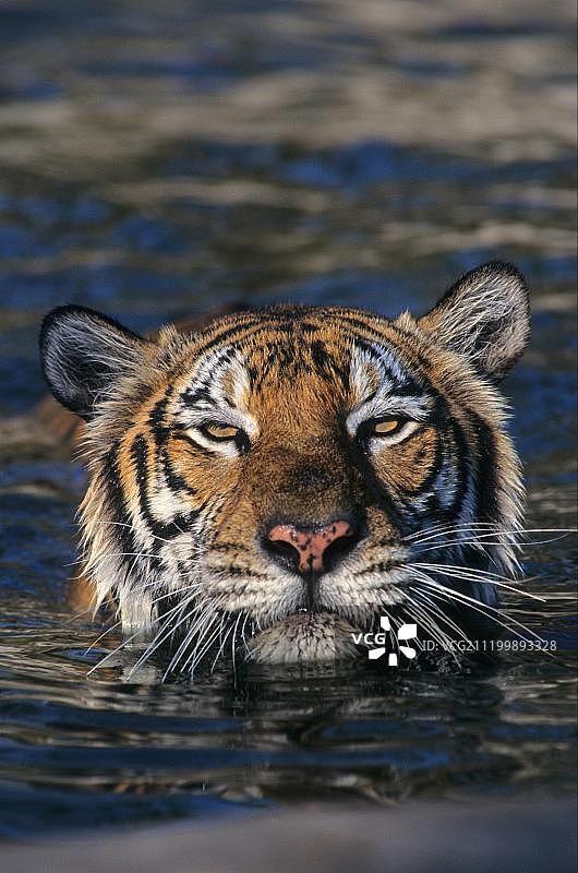 中国印度支那虎（科比特虎）雌性，正在游泳，茶胶山野生动物救助中心，柬埔寨，东南亚图片素材