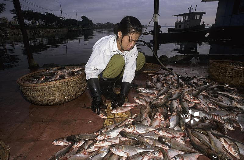 在越南河内西湖，黎明时分对捕获的鱼进行分拣的女工图片素材