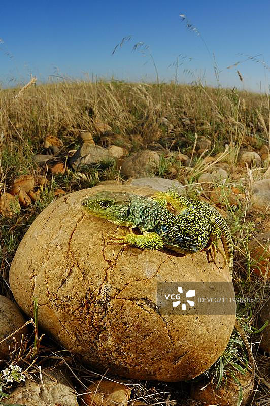 眼斑蜥蜴，成体，栖息在岩石上，意大利图片素材