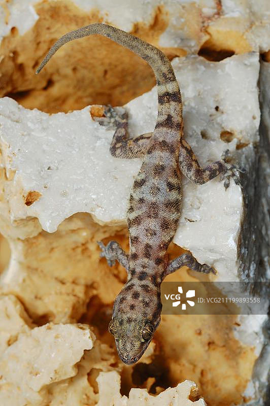 阿拉伯叶趾虎（Hemidactylus homoeolepis），成年，攀爬在岩石上，索科特拉岛，也门，西南亚图片素材