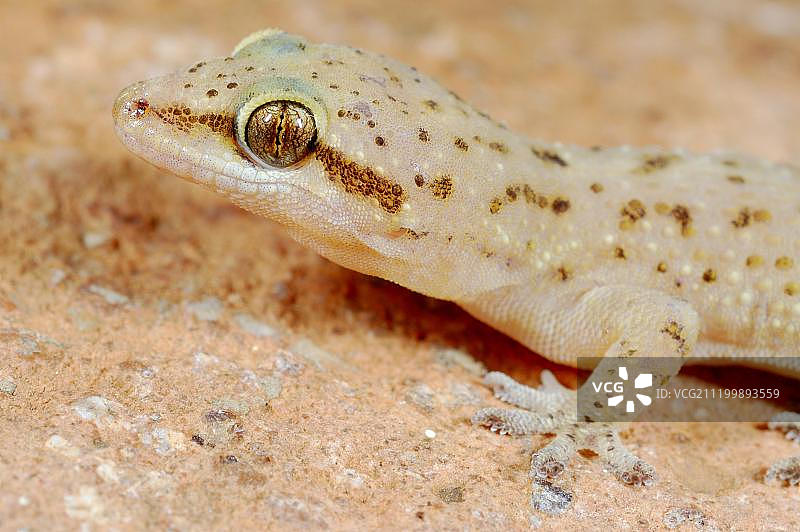 阿拉伯叶趾虎（Hemidactylus homoeolepis），成年个体，肖像，索科特拉岛，也门，西南亚图片素材