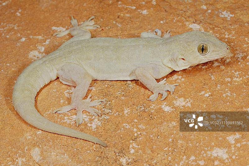 成年黄腹壁虎（Hemidactylus flaviviridis）栖息在岩石上，索科特拉岛，也门，西南亚图片素材