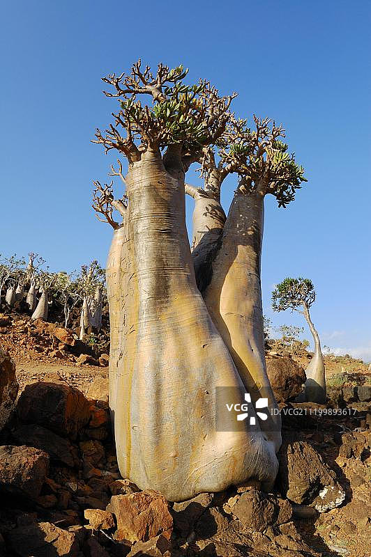 沙漠玫瑰（Adenium obesum），不寻常的形状，生长在岩石中，索科特拉岛，也门，西南亚图片素材
