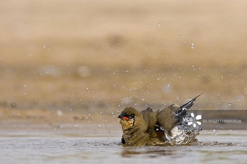 领燕鸻（Glareola pratincola），成年，沐浴，泼水，奥卡万戈三角洲，博茨瓦纳，非洲图片素材