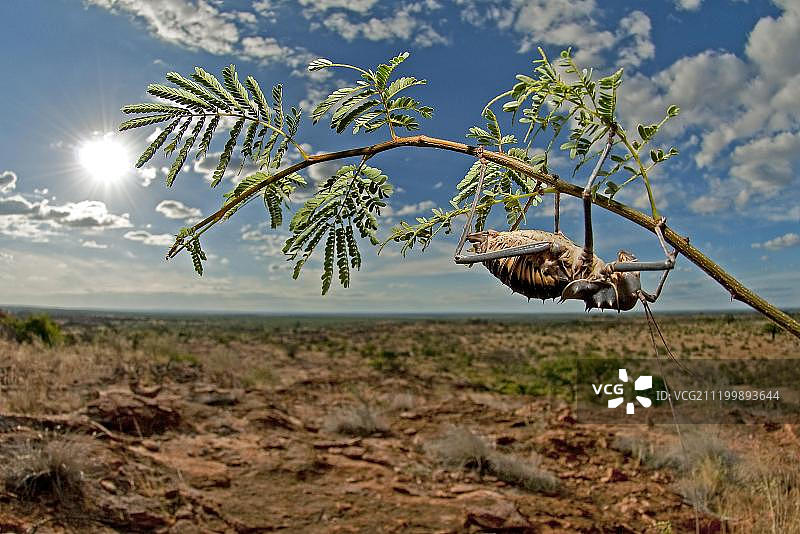 灌木丛栖息地金合欢树枝上的成年装甲地面蟋蟀（Allonemobius socius），南非马蓬古布韦国家公园图片素材