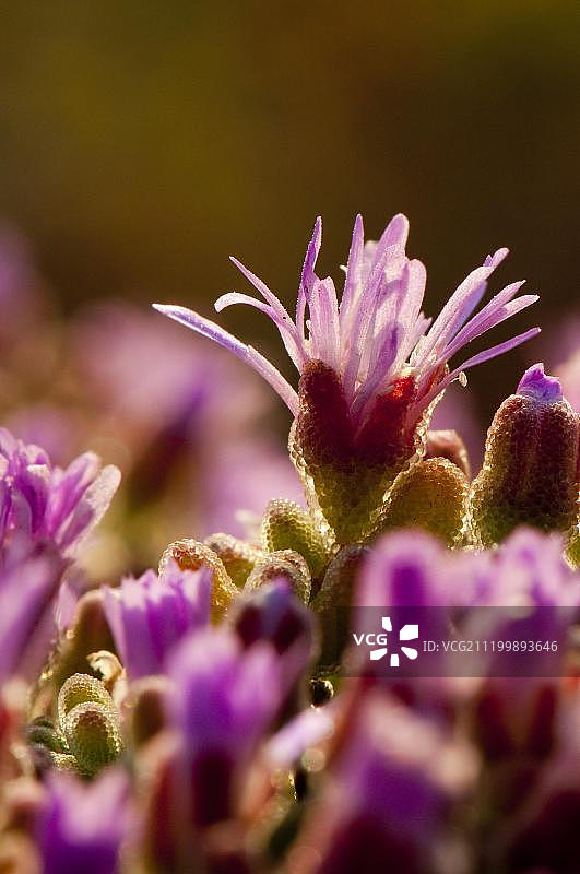 花叶露草，西海岸，纳马夸兰，南非图片素材