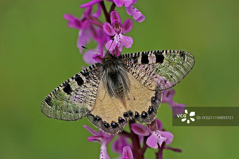 阿波罗绢蝶（雄性成虫）停留在安纳托利亚兰花上，希俄斯岛，希腊，欧洲图片素材