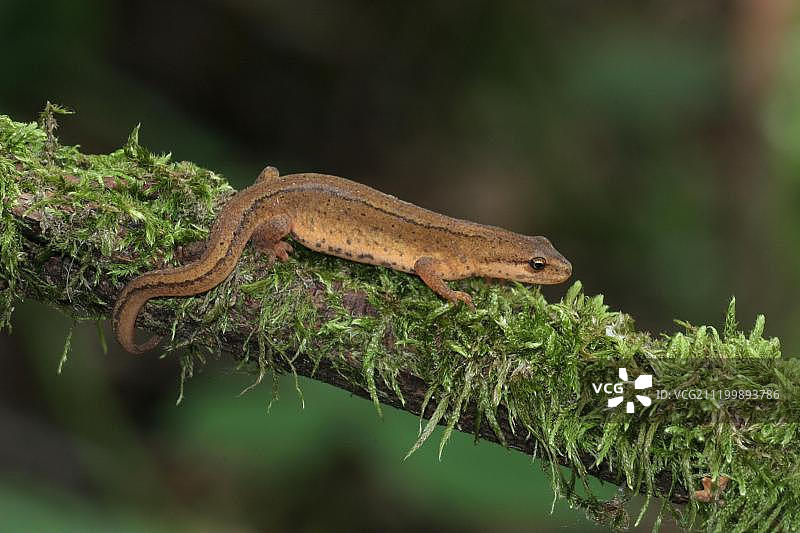 光滑的欧洲小鲵，栖息在英国林地苔藓覆盖的树枝上图片素材