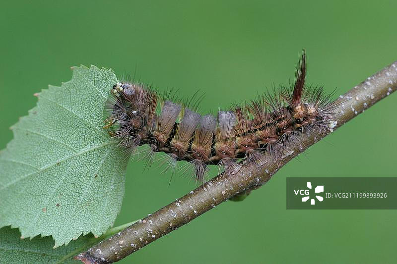 深色苔藓蛾毛虫啃食桦树叶（英格兰，欧洲）图片素材