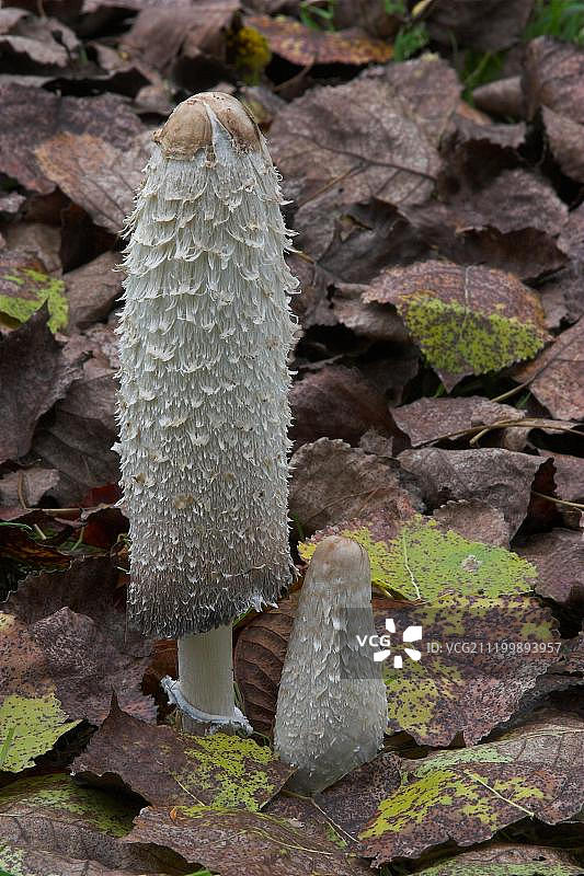 毛头鬼伞子实体和欧洲山杨落叶，英格兰莱斯特郡图片素材