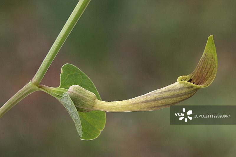 圆叶马兜铃花，意大利加尔加诺，欧洲图片素材