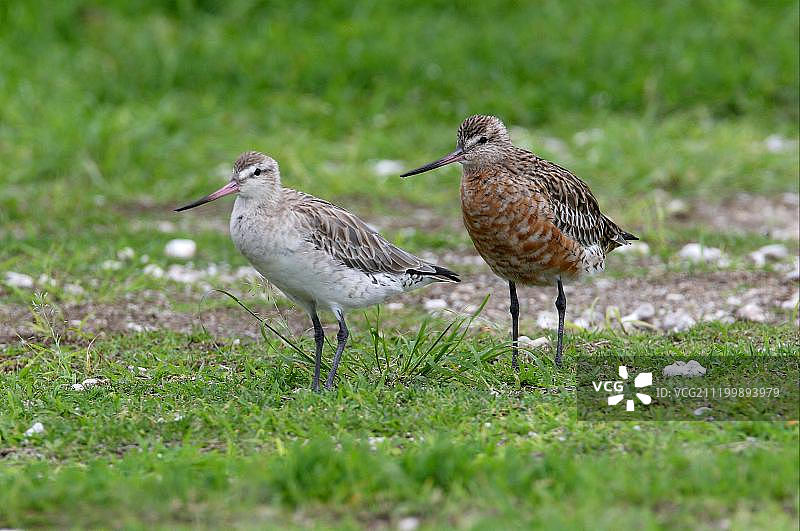 正在换羽成繁殖羽的斑尾塍鹬，澳大利亚昆士兰州埃利奥特夫人岛图片素材