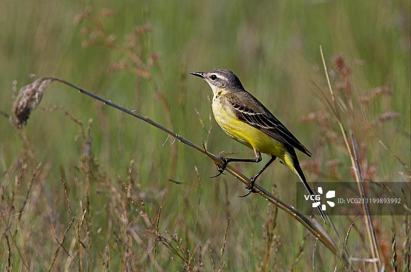蓝头鹡鸰，栖息在哈萨克斯坦的茎上图片素材