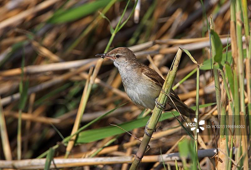 大苇莺(Acrocephalus arundinaceus zarudnyi),成年,嘴里含着苍蝇,栖息在芦苇上,阿拉科尔湖,哈萨克斯坦,欧亚大陆图片素材