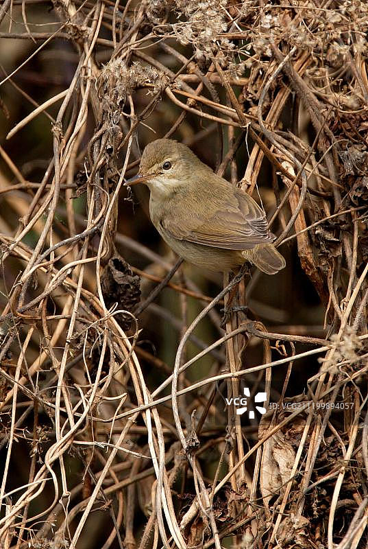 栖息在枯萎植物上的苇莺（尼泊尔科希塔普）图片素材