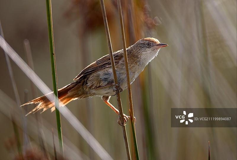 南美洲阿根廷布宜诺斯艾利斯省：栖息在芦苇茎上的海湾顶 Wren-spinetail 成鸟图片素材