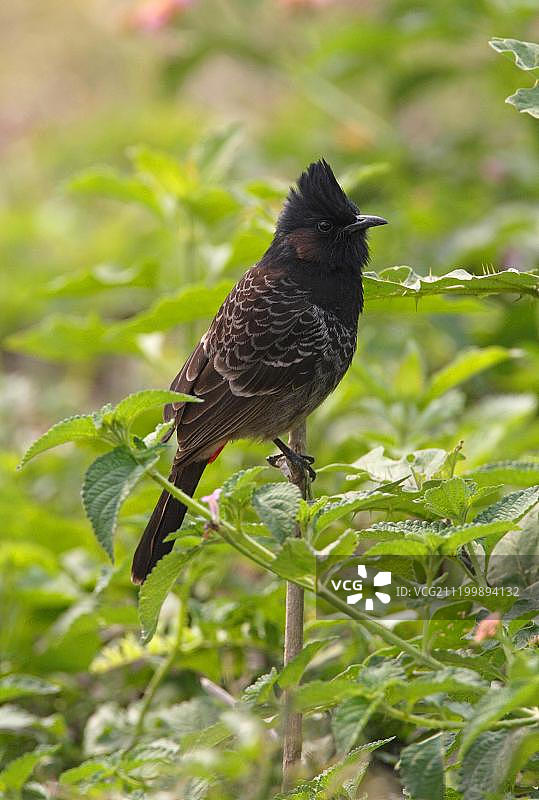 红臀鹎，栖息在尼泊尔柯西塔普灌木丛中图片素材