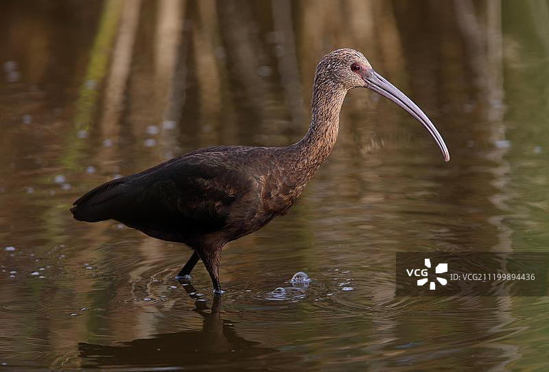 阿根廷布宜诺斯艾利斯省浅水池中涉水的白面䴉幼鸟图片素材