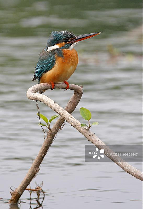 成年普通翠鸟栖息在尼泊尔科希塔普水域树枝上的照片，亚洲图片素材
