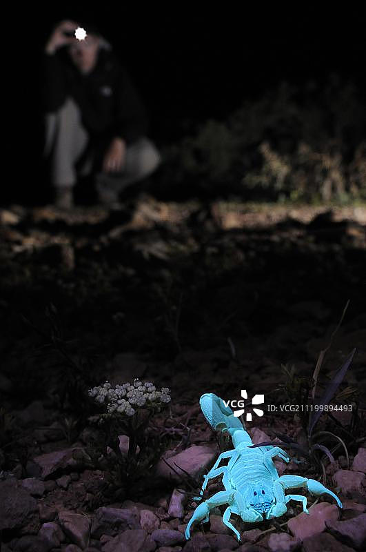 索科特拉蝎（Hottentotta socotrensis），成年，夜晚在也门索科特拉岛被蛛形纲动物学家用紫外线探测到图片素材