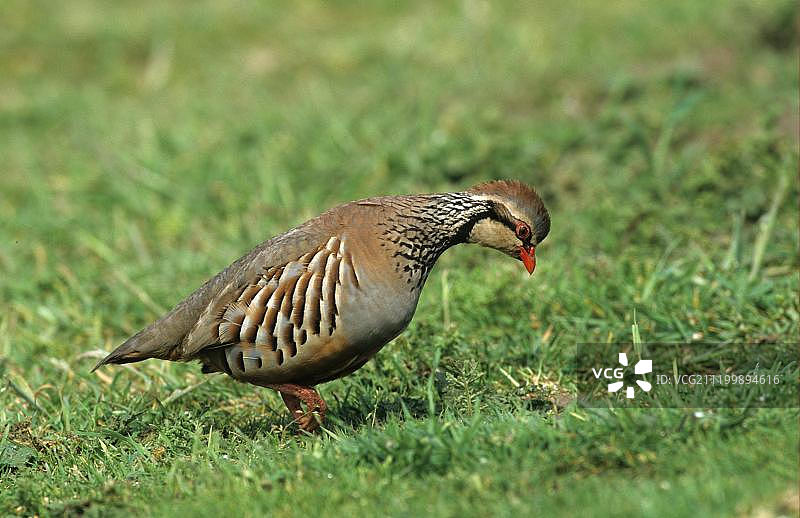 红腿石鸡，诺福克，英国，欧洲图片素材