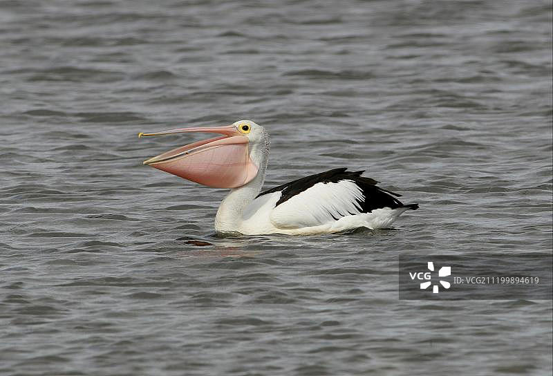 澳大利亚鹈鹕，成年鹈鹕游泳，吞咽后张开喙并膨胀的喉囊，澳大利亚昆士兰州东南部图片素材