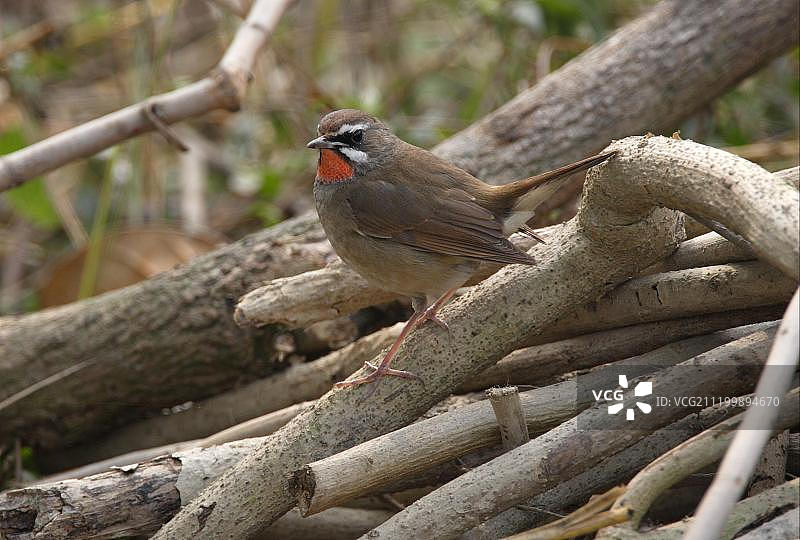 红喉歌鸲雄鸟停留在树枝堆上，尼泊尔图片素材