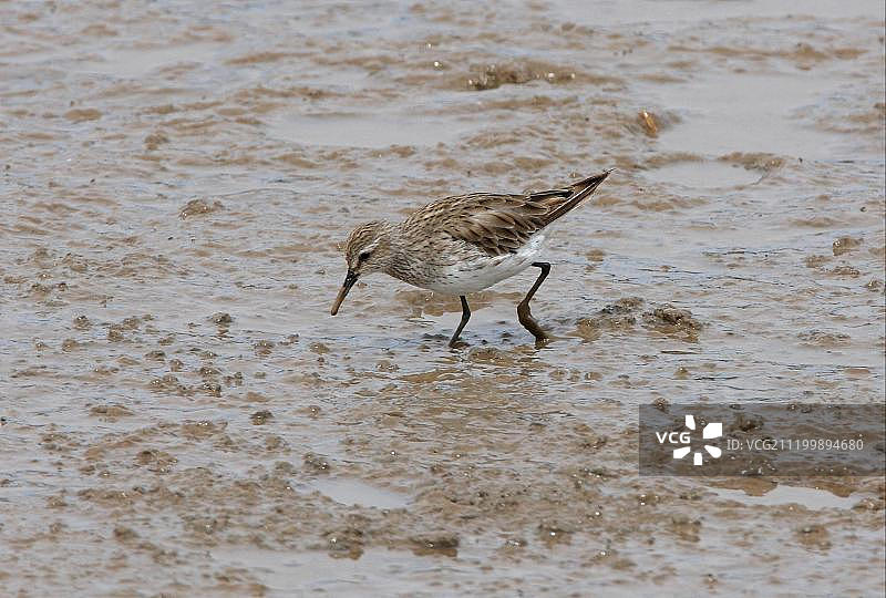 白腰鹬，成鸟，冬季羽毛，在阿根廷布宜诺斯艾利斯省的泥滩上觅食图片素材