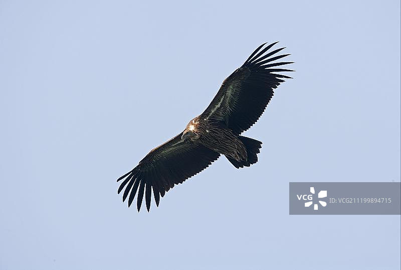 喜马拉雅兀鹫（Gyps himalayensis），幼鸟，飞行中，科希塔普，尼泊尔，亚洲图片素材